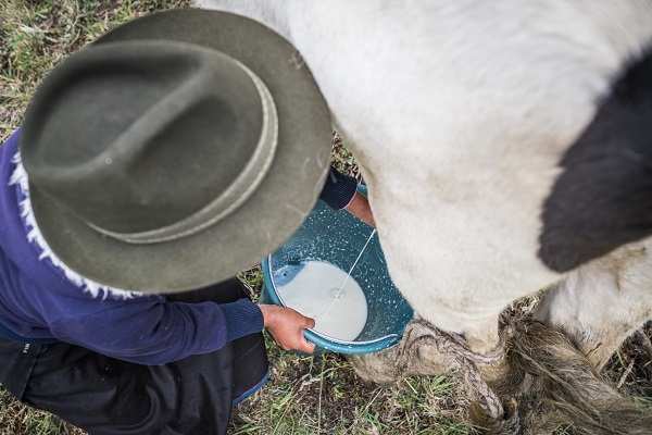 Ein Mädchen hält einen Eimer mit Kuhmilch in beiden Händen (Quelle: Martin Bondzio) Ein Mädchen hält einen Eimer mit Kuhmilch in beiden Händen (Quelle: Martin Bondzio)