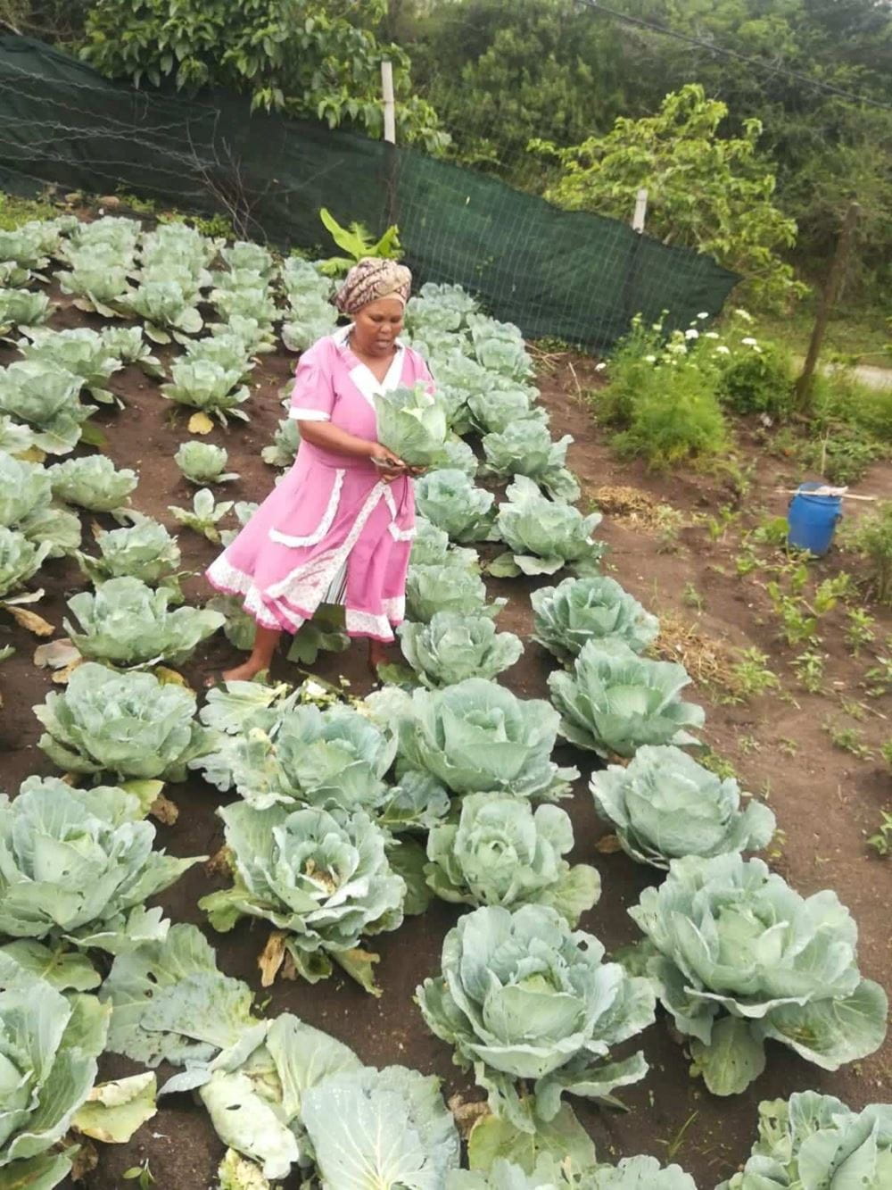 Kohlanbau einer Selbsthilfegruppe in Südafrika (Quelle: Kindernothilfe-Partner) Kohlanbau einer Selbsthilfegruppe in Südafrika (Quelle: Kindernothilfe-Partner)